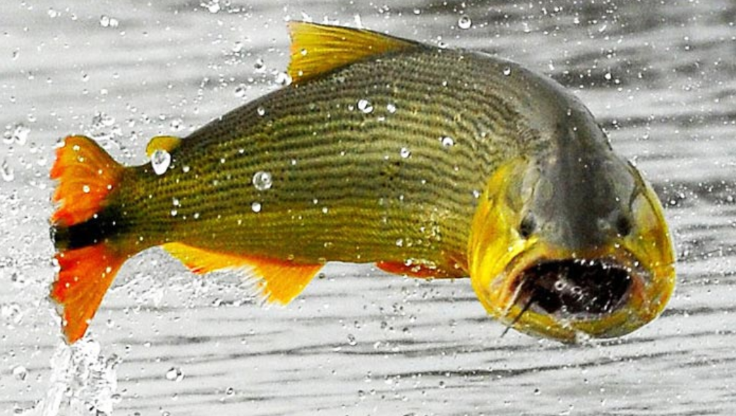 DORADO A LA VARA POR LA LEY GASTRONÓMICA